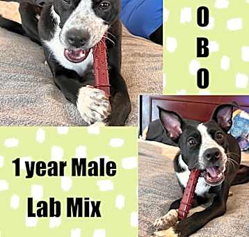Photo of JACOBO – 1 YEAR LAB MIX MALE