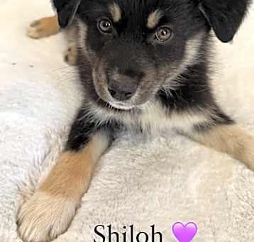 Photo of Shiloh