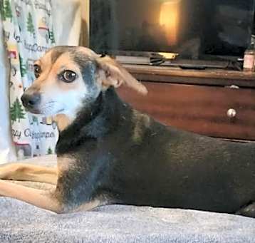 Photo of Peanut