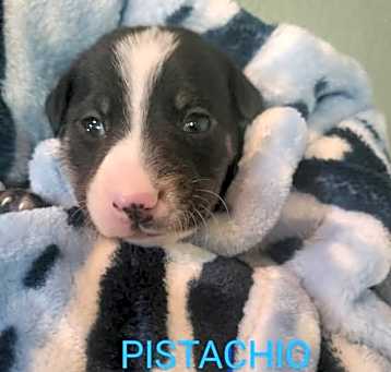 Photo of Pistachio