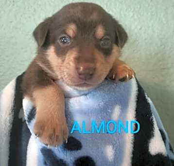 Photo of Almond