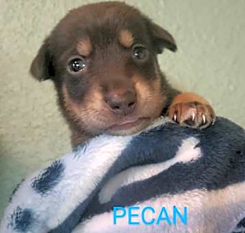 Photo of Pecan