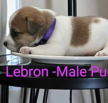 Photo of Lebron