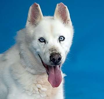 Photo of MAYA