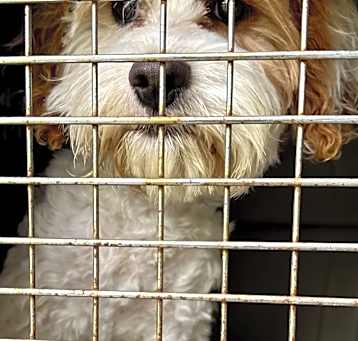 Photo of Tico