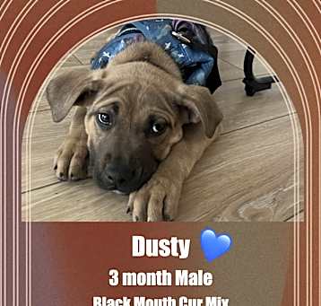 Photo of DUSTY – 3 MONTH BLACK MOUTH CU