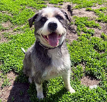 Photo of Shaggy