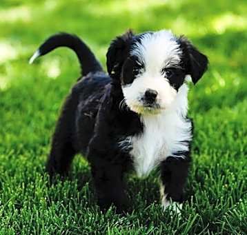 Photo of Feenie Fraggle