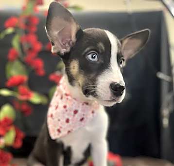 Photo of Huckleberry