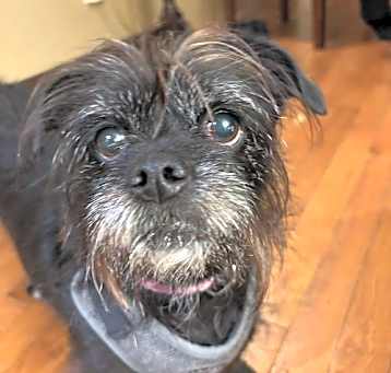 Photo of Portia