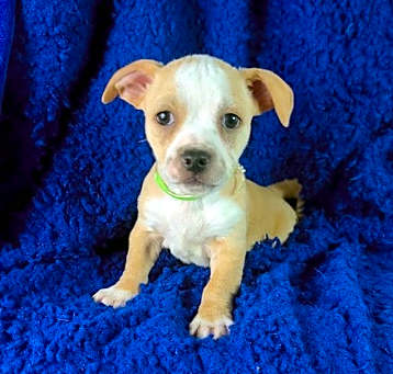 Photo of Archie(4lbs)