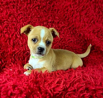 Photo of Rosie(4lbs)
