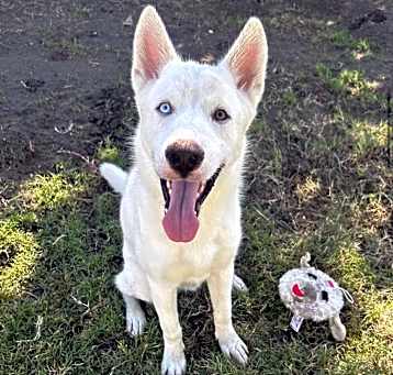 Photo of Frost 💙💛 eyes