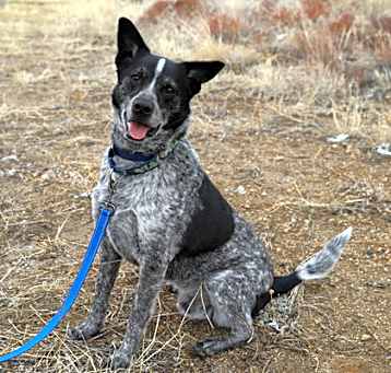 Photo of Blue