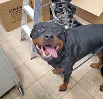 Photo of Riot