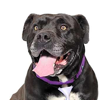 Photo of STAN THE STAFFIE