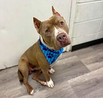Photo of Nitro
