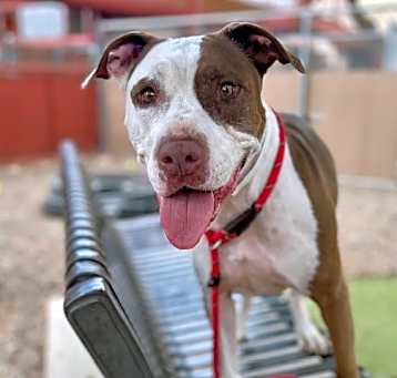 Photo of BRONSON