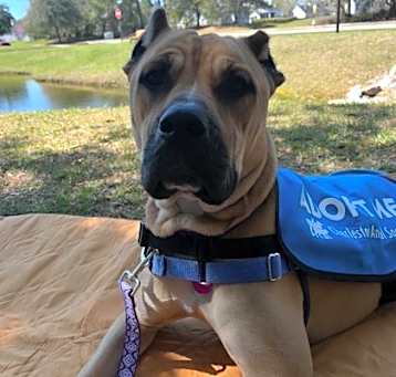 Photo of 81682a Xena - Adoption Ambassa