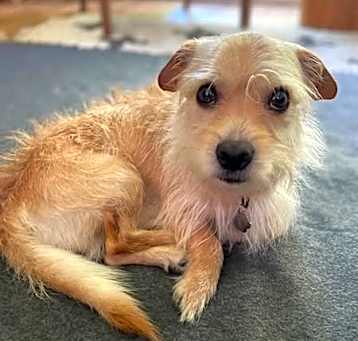 Photo of Skipper