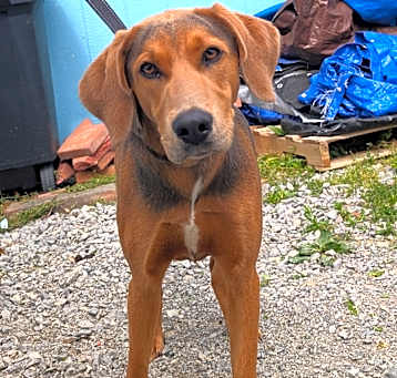 Photo of Chip