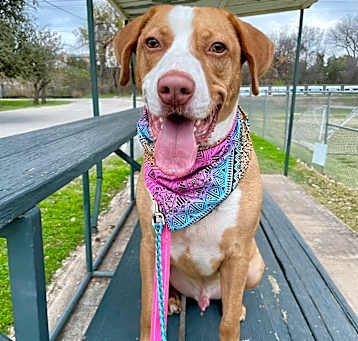 Photo of Bandito