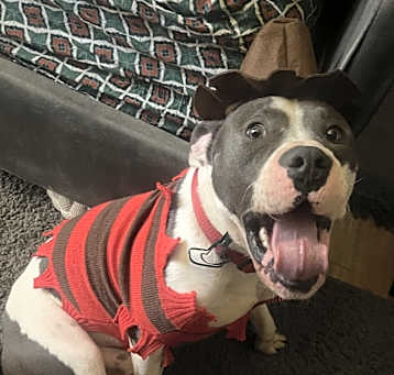 Photo of Lokie