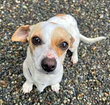 Photo of Blossom