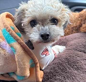 Photo of Bella