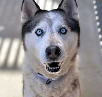 Photo of LOBO