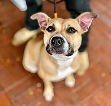 Photo of Boo