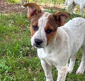 Photo of Pancake