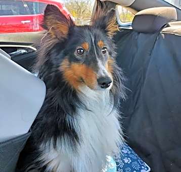 Photo of Niko adoption pending