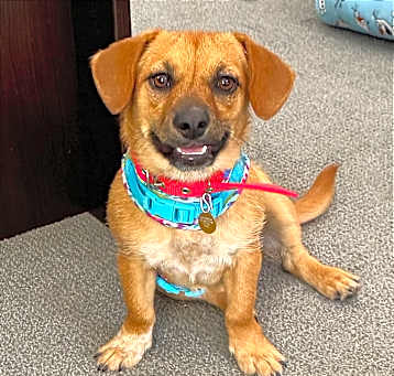 Photo of Maple