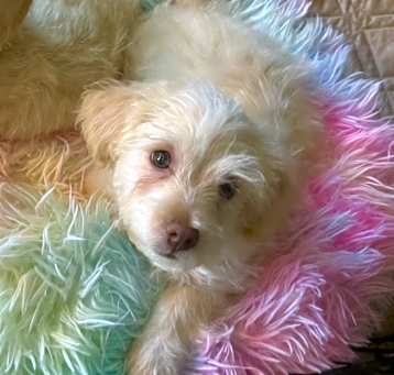 Photo of Polaris