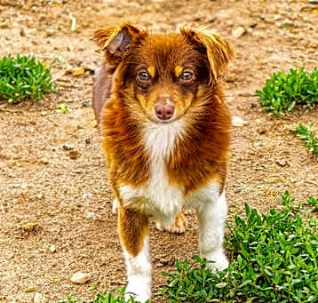 Photo of Lucas (bonded to Mike)