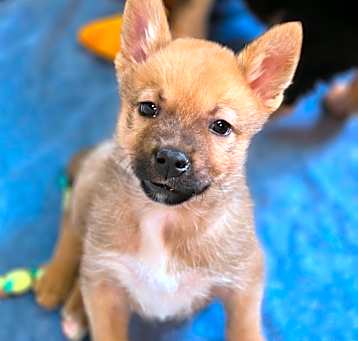 Photo of Comet - Fun Loving & Loves Treats 