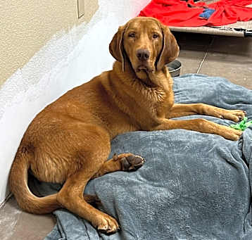 Photo of Butters - Loves Dogs & Treats