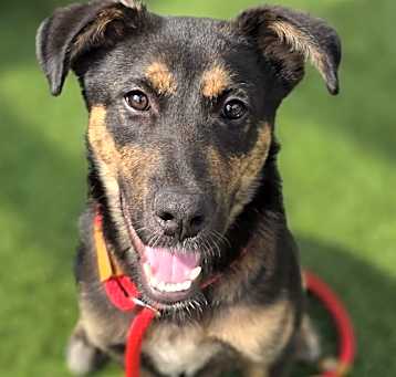 Photo of Bronson
