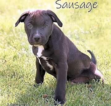Photo of Sausage