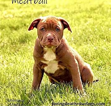 Photo of Meatball