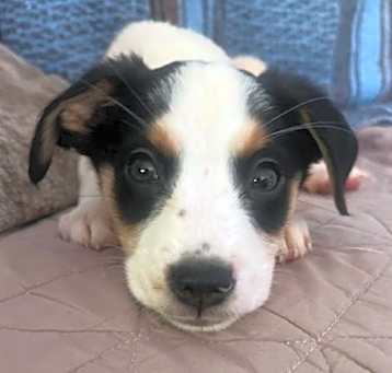 Photo of Buttercup