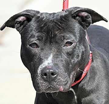 Photo of MAGGIE