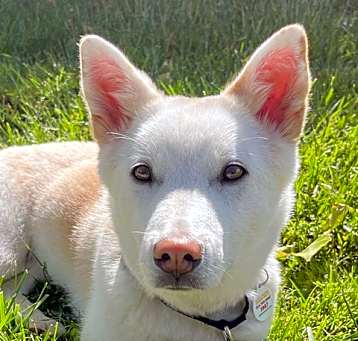 Photo of Birdie