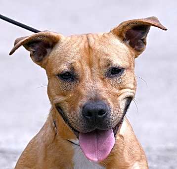 Photo of BASIL
