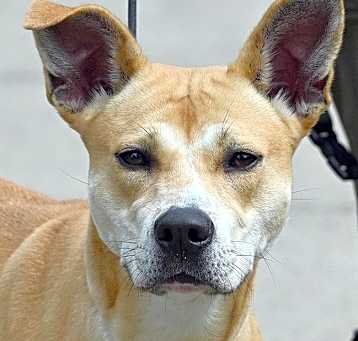 Photo of SANDY