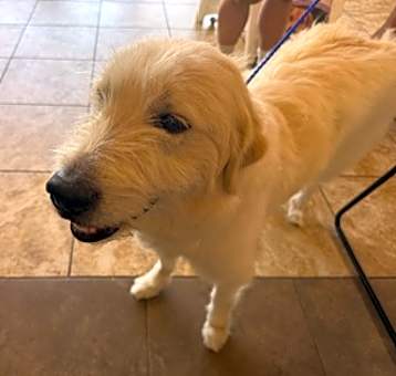 Photo of Willow