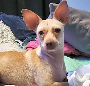 Photo of Gracie