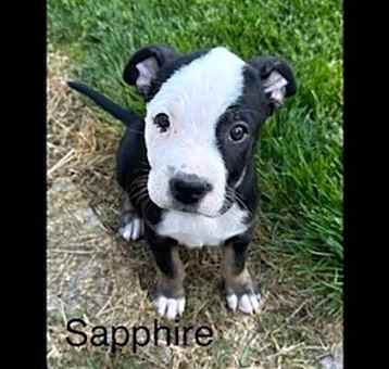 Photo of Sapphire