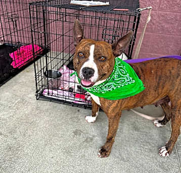 Photo of Rosie